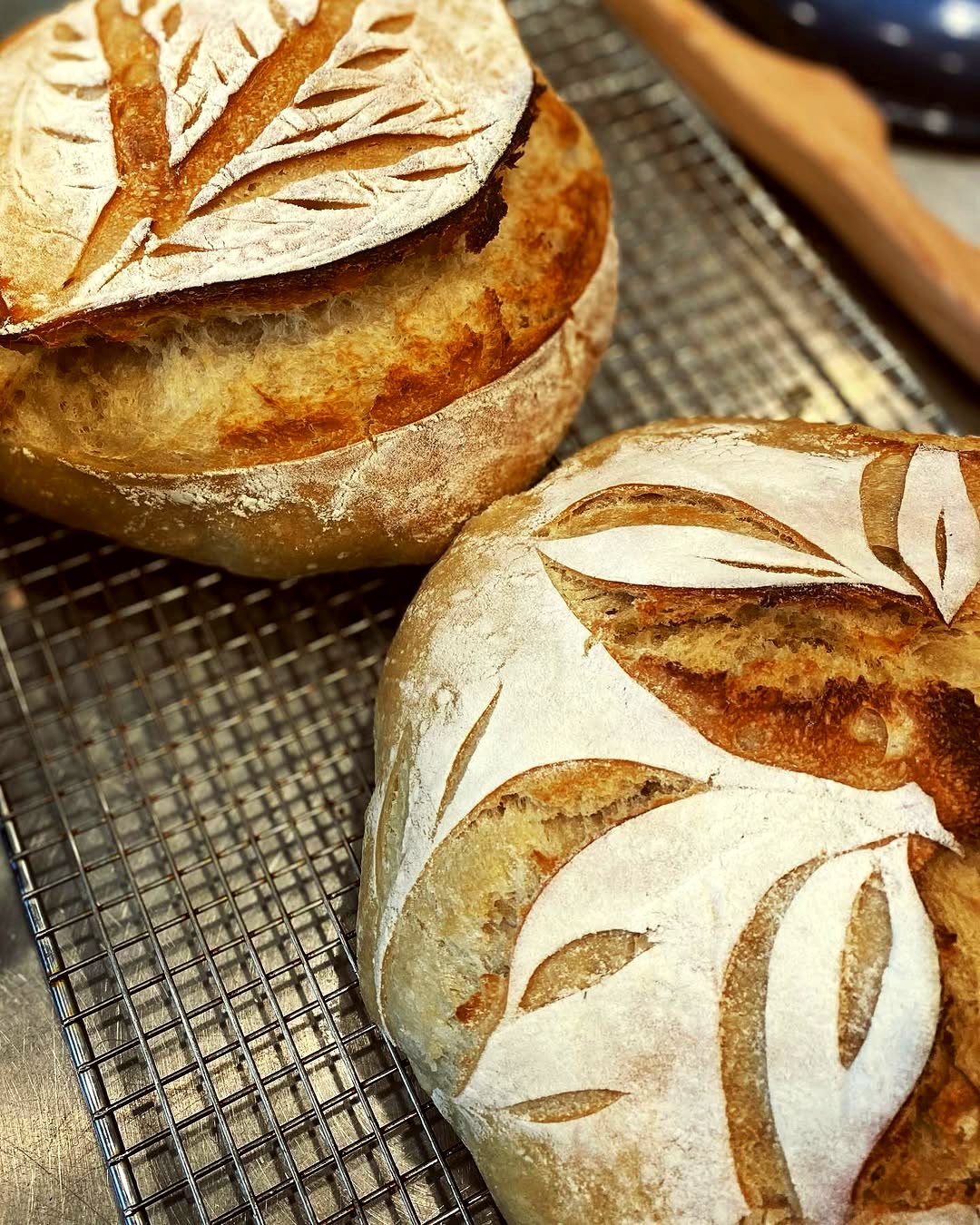 Two scored sourdough loaves cooling on a wire rack